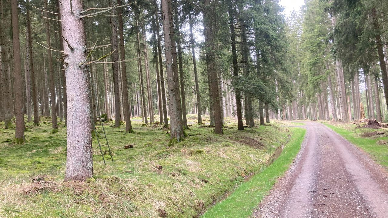 IMG_Waldweg IMG_Waldweg